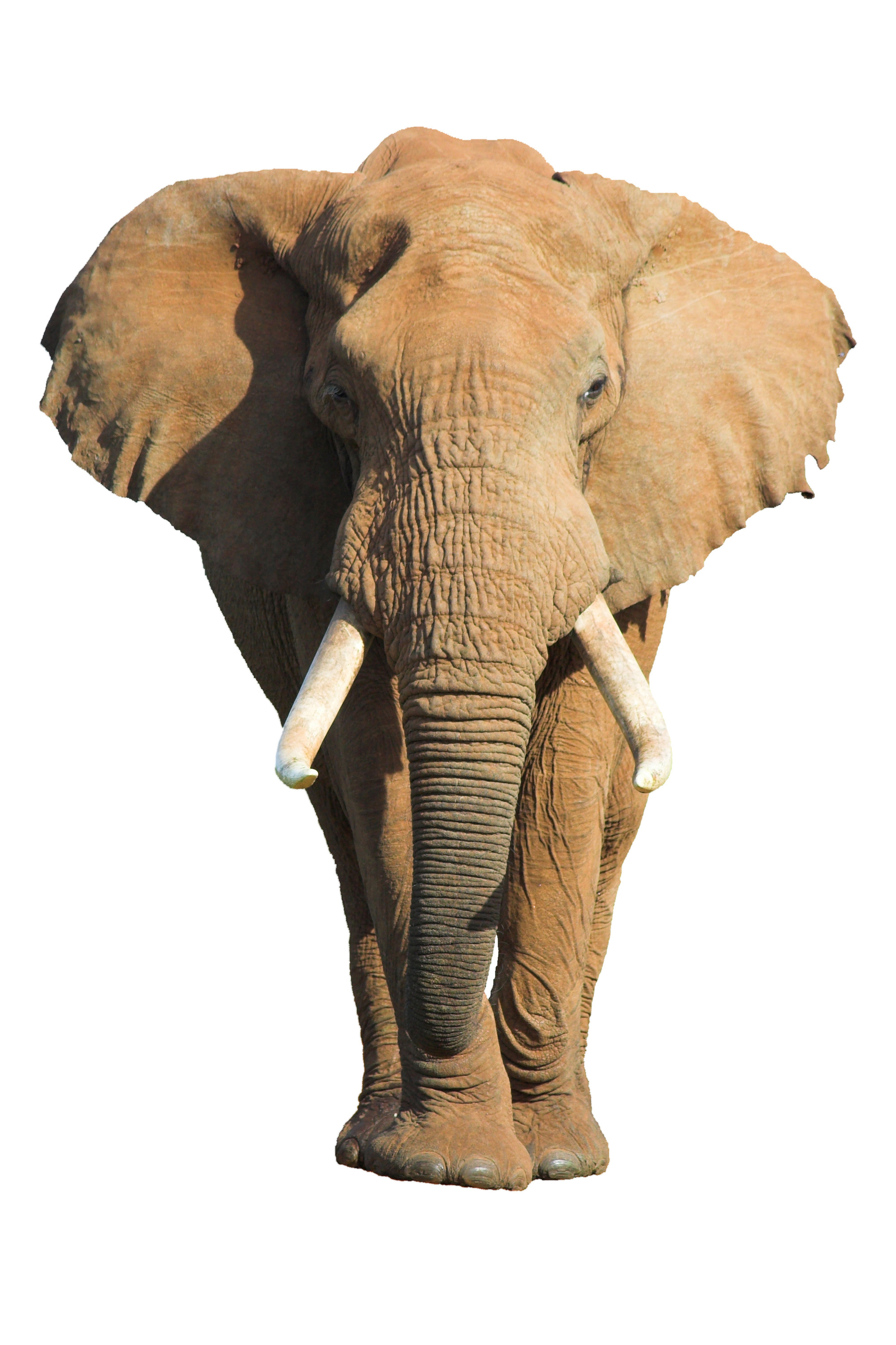 elephant clipart front view - photo #45