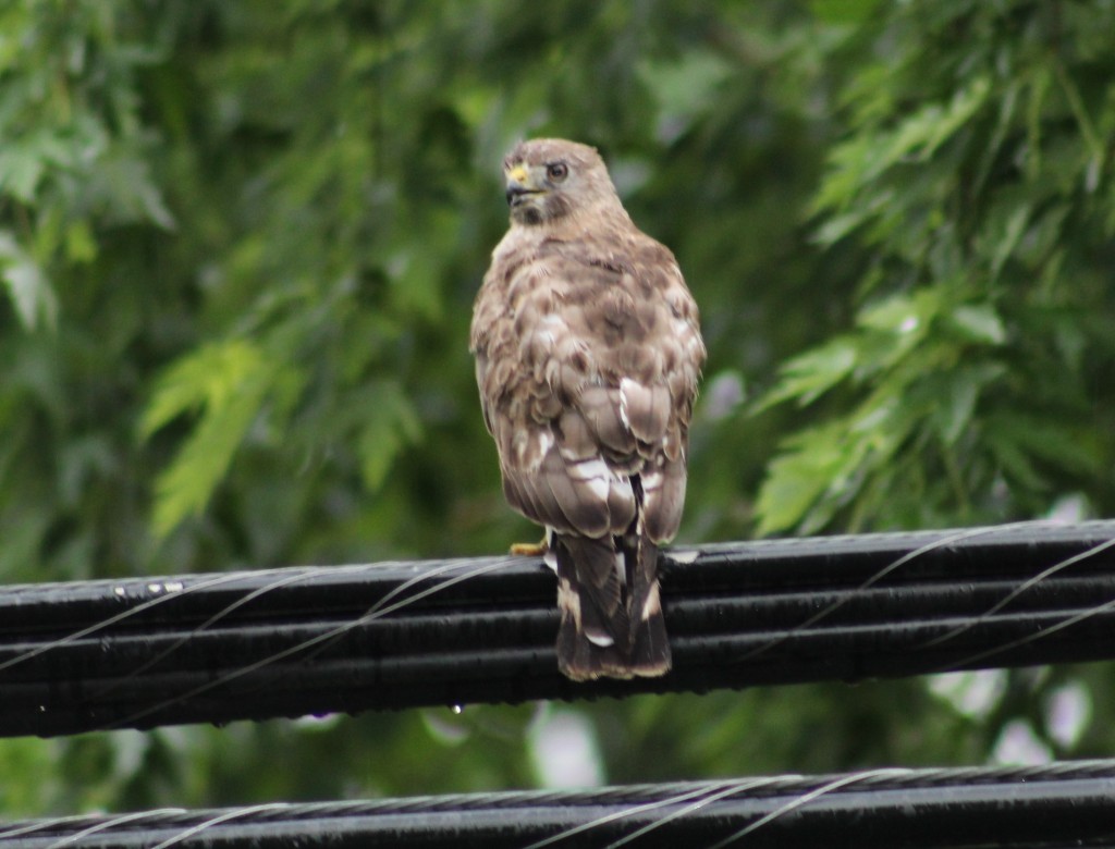 Broad-winged hawk who visited throughout the summer only to be harangued by a raucous murder of crows.