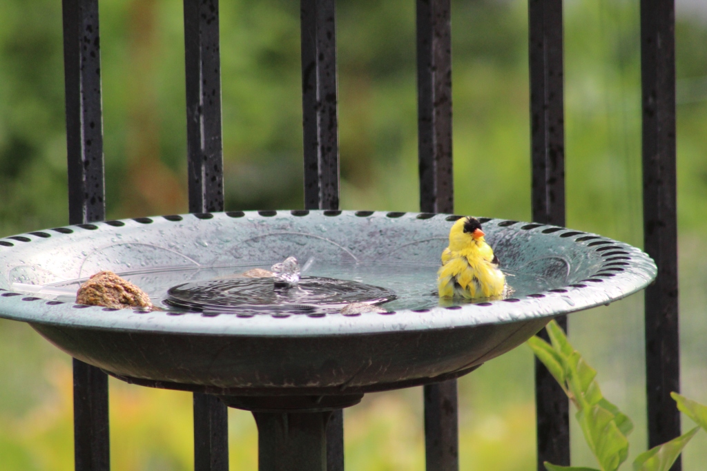The birdbaths were very popular through this drought. Sometimes there would be a line waiting on the rail for each bird to finish up.