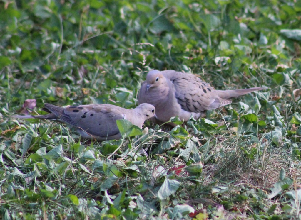 Audrey & Melvin, two mourning doves, discussing the news of the day.