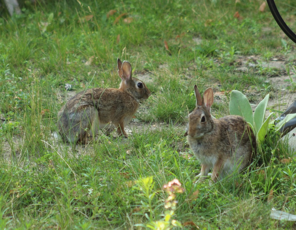 Eastern cottontail rabbits Shelby & Walter were mid-summer babies.