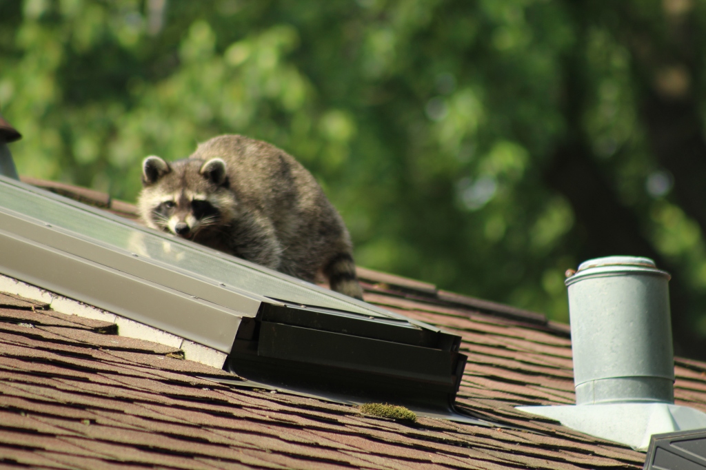 This rascally raccoon decided to nap on the screen of our open skylight. It was going to be 100 degree day, so we encouraged her to be on her way.