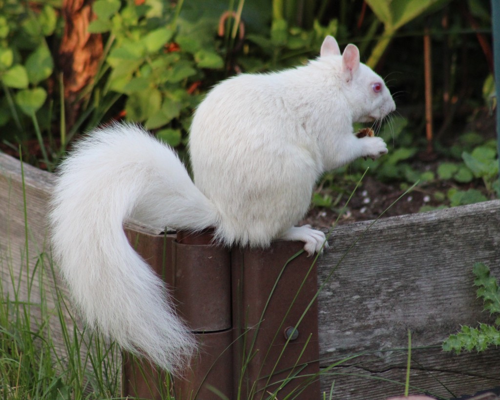Derek is an albino eastern squirrel. He only looks mad.