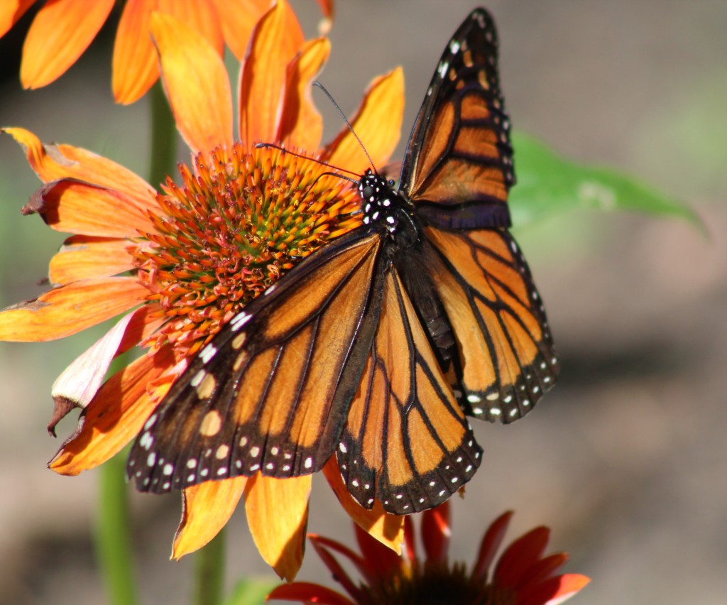 Monarch taking a run at the cone flowers before the rabbits chewed them all down.