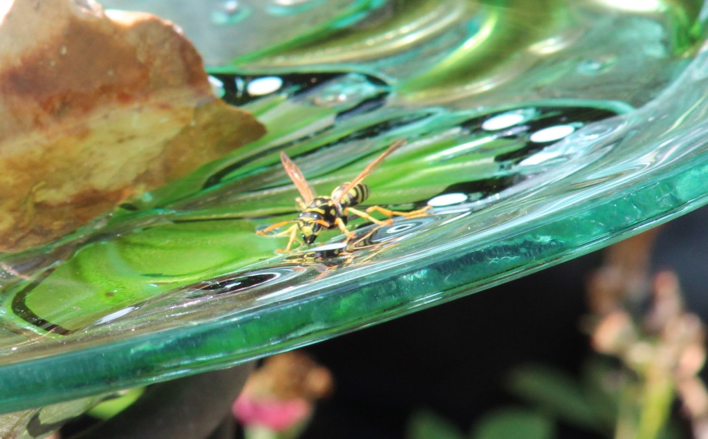 European Paper Wasps spent a lot of time at the birdbaths. I once again got to find out if I had any allergies after an angry sting while cleaning the birdbath.