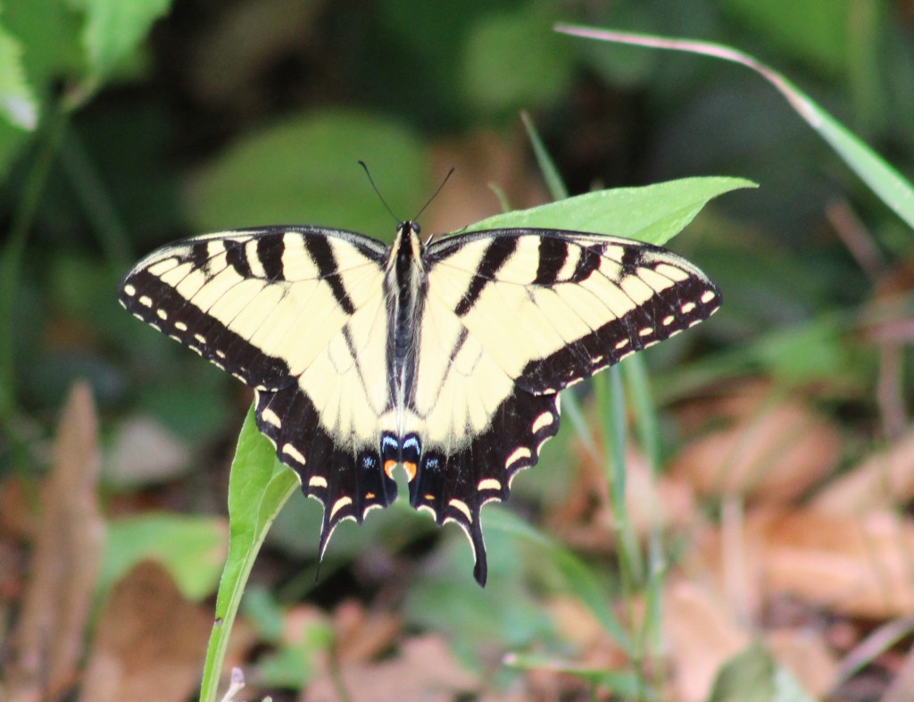 Eastern Tiger Swallowtail taking a fiver.