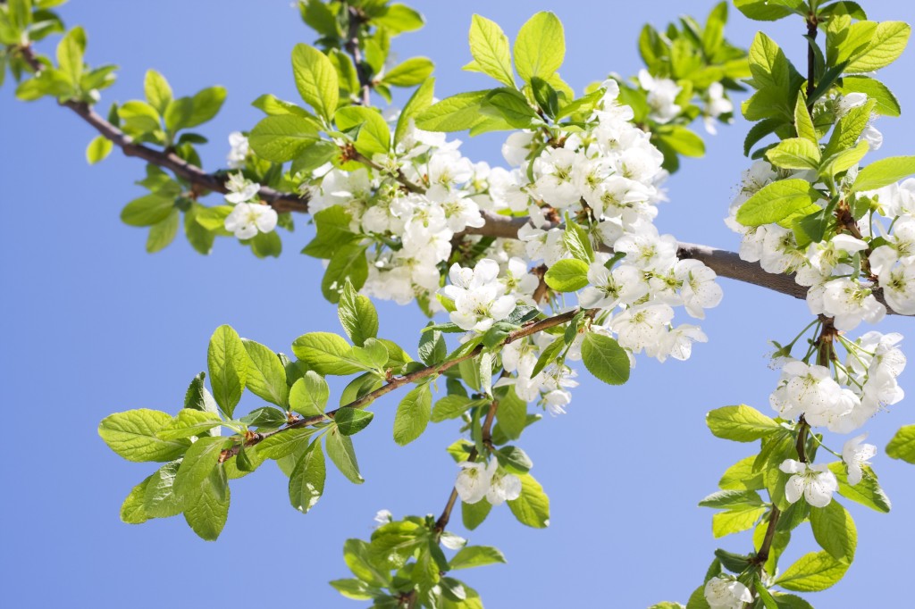 White cherry blossom on branch in spring.
